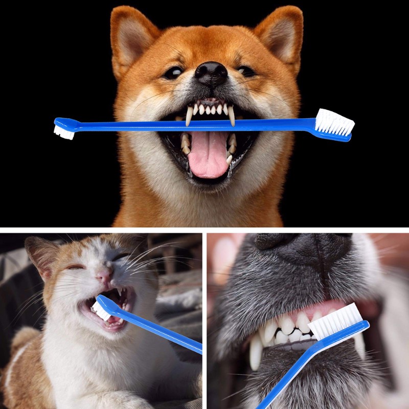 AB66-강아지 구강 위생 도구- 60헤드 강아지 칫솔 - Dog Paw Cleaner 리뷰 및 가격